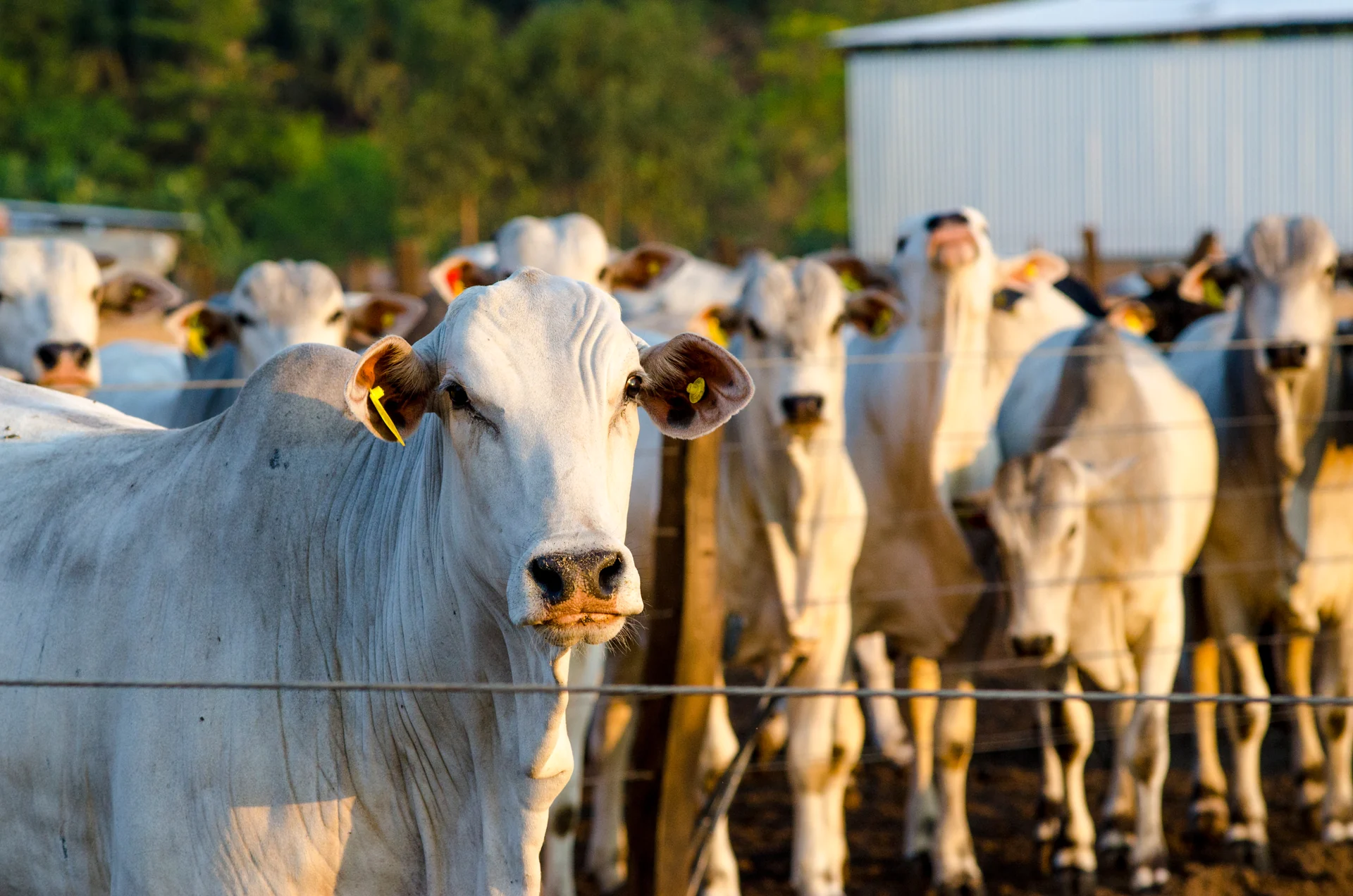 Rebanho bovino reunido na propriedade.